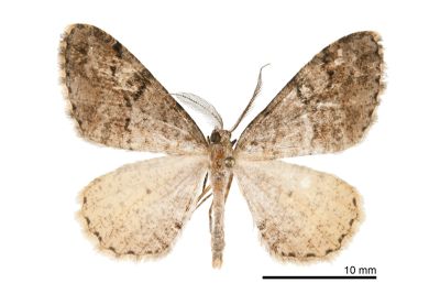 淡紋霜尺蛾 Alcis postlurida 雄蟲