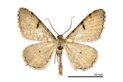 灰霜尺蛾 Alcis subpunctata 雄蟲