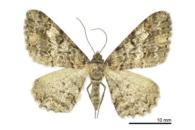 暗黃斑霜尺蛾 Alcis taiwanovariegata 雌蟲