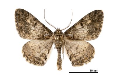 暗黃斑霜尺蛾 Alcis taiwanovariegata 雄蟲