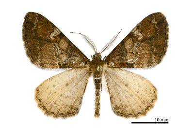 白峰霜尺蛾 Alcis tayulina 雄蟲