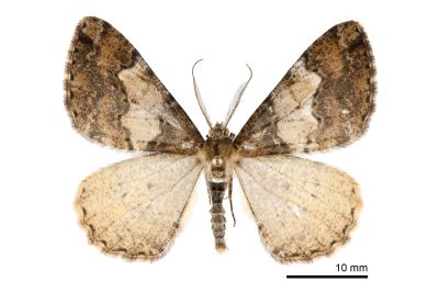 白峰霜尺蛾 Alcis tayulina 雄蟲