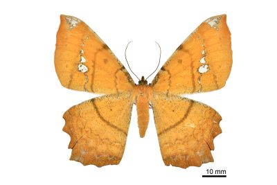 白斑褐尺蛾 Amblychia angeronaria 雌蟲