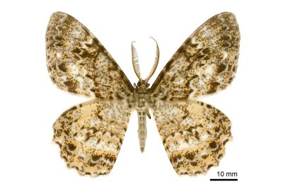 大褐尺蛾 Amblychia moltrechti 雄蟲