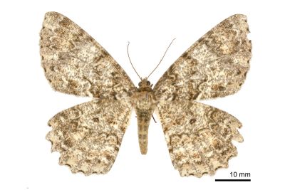 異大褐尺蛾 Amblychia sauteri 雌蟲