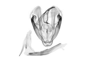 冬浪緣尺蛾 Amoebotricha hiemalis 雄蟲