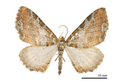 冬浪緣尺蛾 Amoebotricha hiemalis 雄蟲