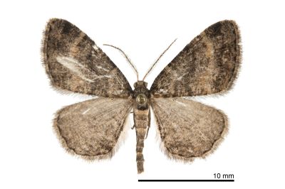 姬三線猗尺蛾 Anectropis fumigata 雄蟲
