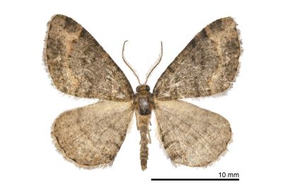 姬三線猗尺蛾 Anectropis fumigata 雄蟲