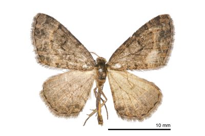 姬三線猗尺蛾 Anectropis fumigata 雄蟲