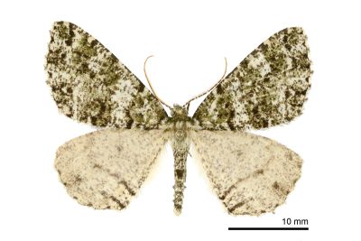 無星尺蛾 Arichanna olivescens 雄蟲