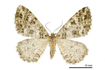 隱星尺蛾 Arichanna maculosa 雌蟲