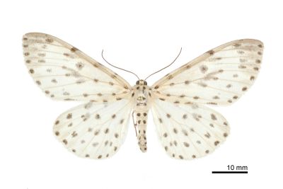 大胡麻斑星尺蛾 Antipercnia cordiforma 雌蟲