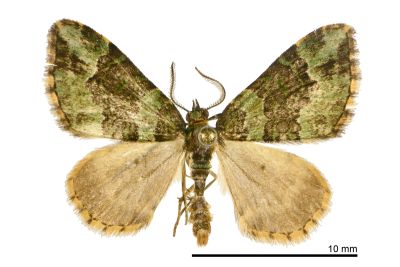 綠芹尺蛾 Apithecia viridata wilemani 雄蟲