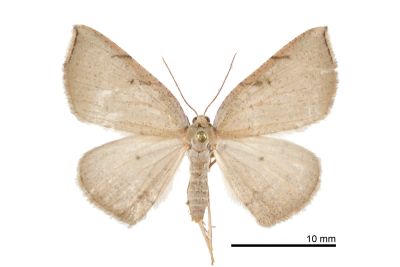 褐綠尺蛾 Aplochlora costipicta 雌蟲