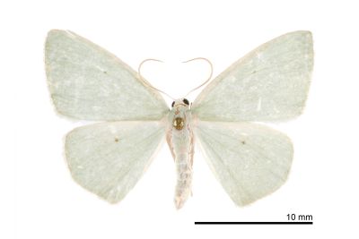 白緣四點綠尺蛾 Aplochlora viridis 雄蟲