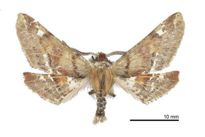 桑摺翅尺蛾 Apochima excavata 雄蟲