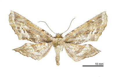 尖嘴摺翅尺蛾 Apochima praeacutaria 雌蟲