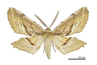 尖嘴摺翅尺蛾 Apochima praeacutaria 雄蟲