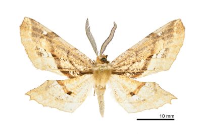 尖嘴摺翅尺蛾 Apochima praeacutaria 雄蟲