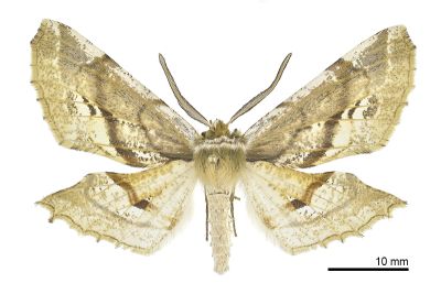 尖嘴摺翅尺蛾 Apochima praeacutaria 雄蟲