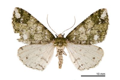白斑星尺蛾 Arichanna albomacularia 雌蟲
