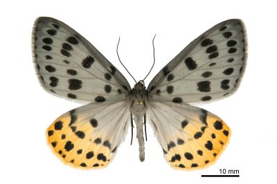 裡黃星尺蛾 Arichanna jaguararia wangi 雌蟲