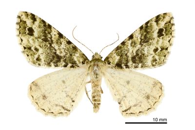 廈門星尺蛾 Arichanna marginata 雌蟲