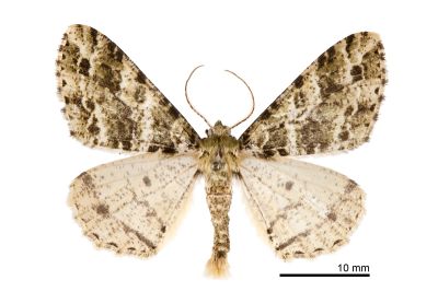 廈門星尺蛾 Arichanna marginata 雄蟲