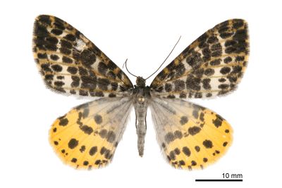 臺灣星尺蛾 Arichanna ochrivena 雌蟲