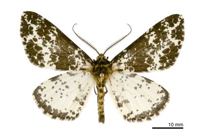 濺沫星尺蛾 Arichanna picaria 雄蟲