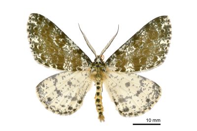 濺沫星尺蛾 Arichanna picaria 雄蟲