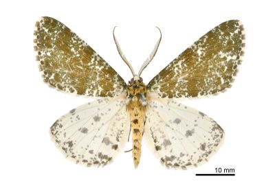 濺沫星尺蛾 Arichanna picaria 雄蟲