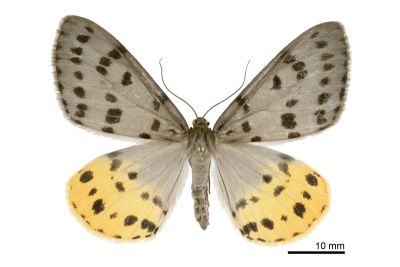 灰星尺蛾 Arichanna postflava 雌蟲