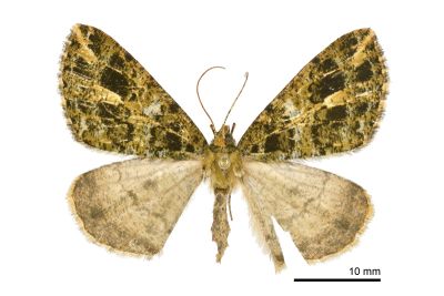 普氏星尺蛾 Arichanna pryeraria 雌蟲