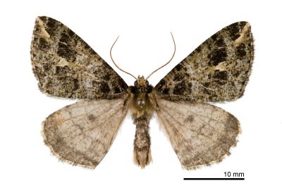 普氏星尺蛾 Arichanna pryeraria 雄蟲