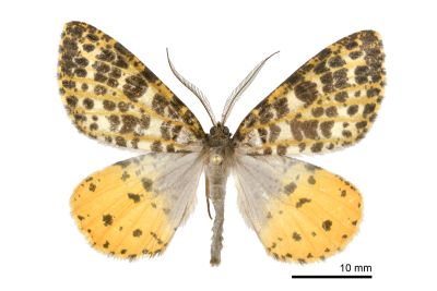 臺灣星尺蛾 Arichanna ochrivena 雄蟲