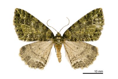 春彌星尺蛾 Arichanna vernalis 雌蟲