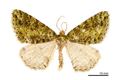 春彌星尺蛾 Arichanna vernalis 雄蟲