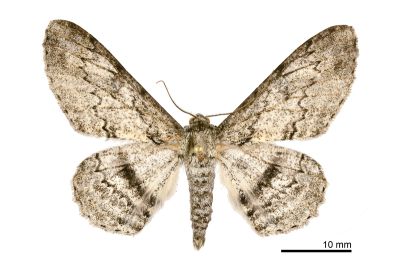 腎斑尺蛾 Ascotis selenaria imparata 雄蟲