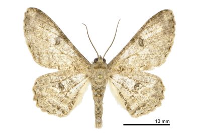 腎斑尺蛾 Ascotis selenaria imparata 雄蟲