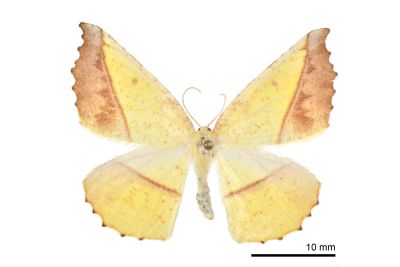 鋸褐緣黃尺蛾 Auaxa cesadaria 雌蟲