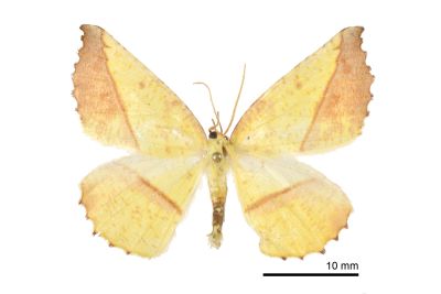 鋸褐緣黃尺蛾 Auaxa cesadaria 雄蟲