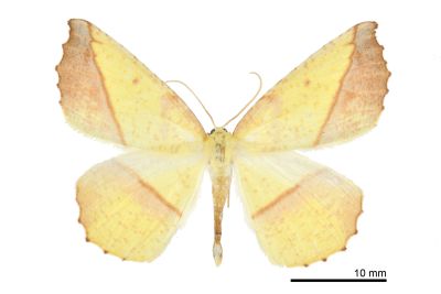 鋸褐緣黃尺蛾 Auaxa cesadaria 雄蟲