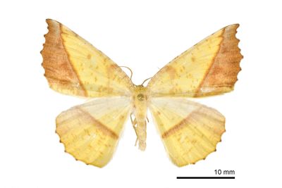 鋸褐緣黃尺蛾 Auaxa cesadaria 雄蟲