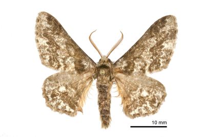 霜點突峰尺蛾 Biston marginata 雄蟲