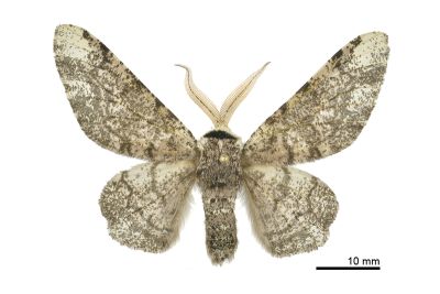 白頂突峰尺蛾 Biston robustum subrobustum 雄蟲