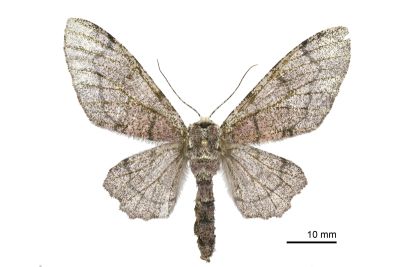 白頂突峰尺蛾 Biston robustum subrobustum 雌蟲