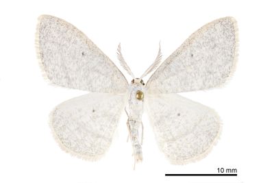 白卡尺蛾 Cabera niveopicta 雄蟲