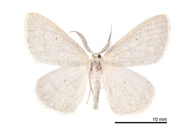 白卡尺蛾 Cabera niveopicta 雄蟲